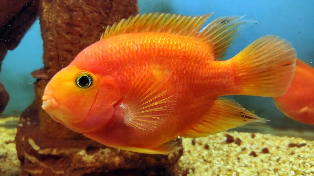 Blood Parrot Cichlid